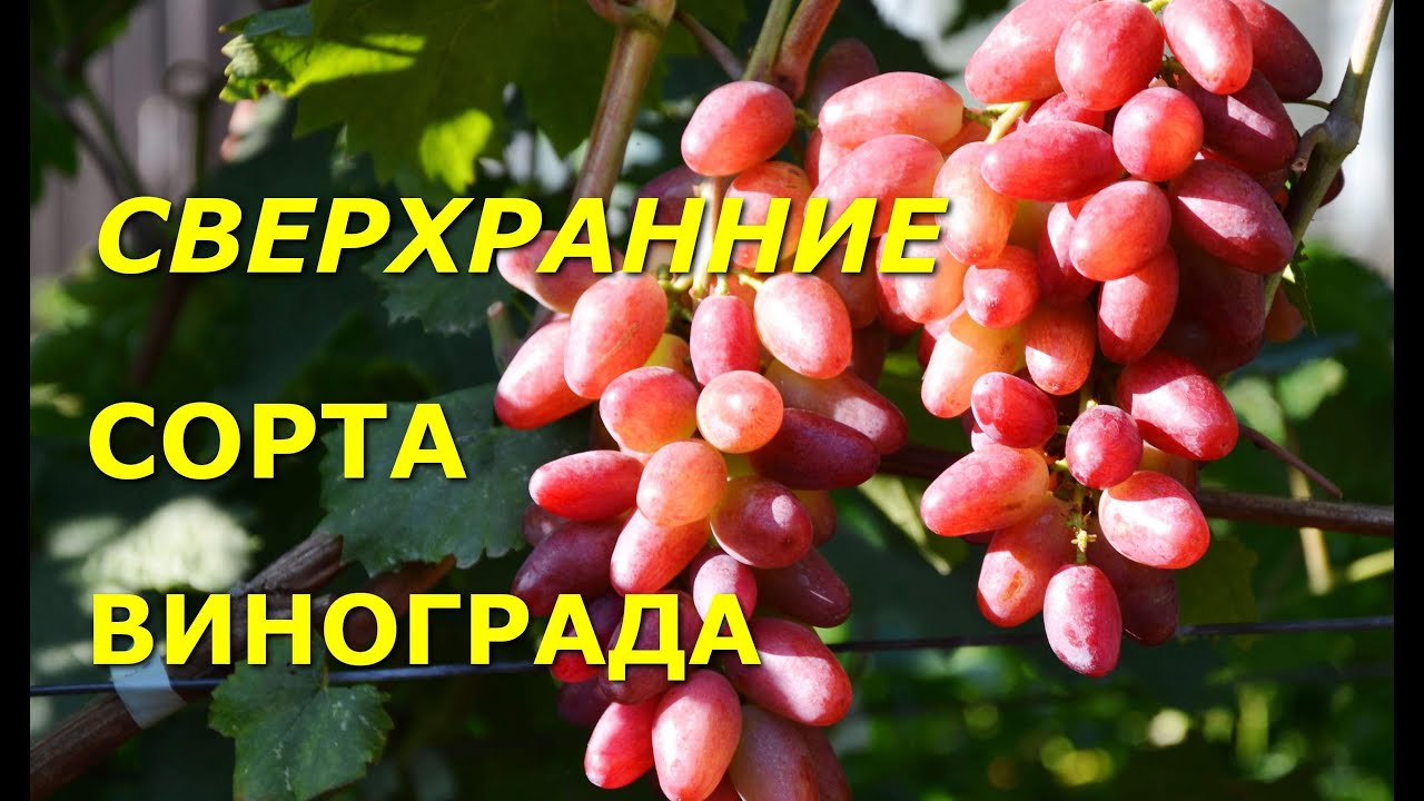 Сверхранние сорта винограда 