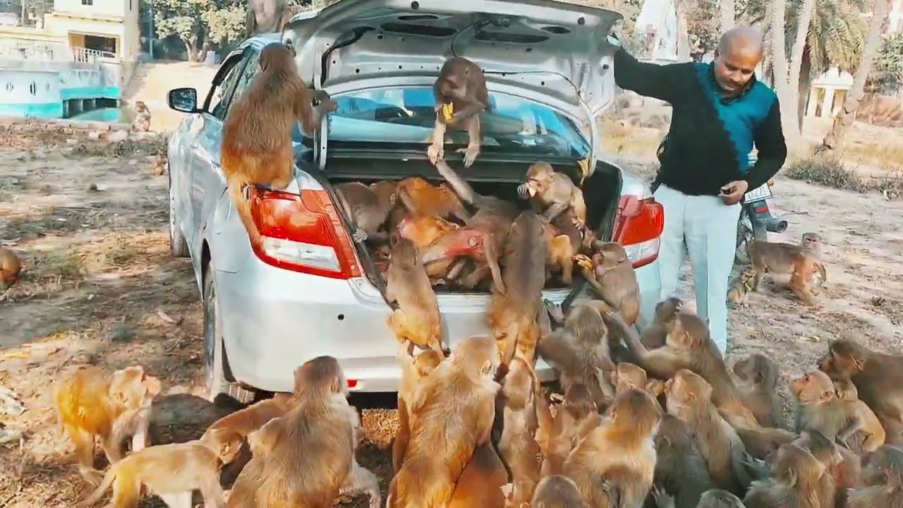 कडाके की सर्दी मे मस्त बानर सेवा🐵🍌 Jay Shri Ram bejuban jeevo ki sewa 🔥