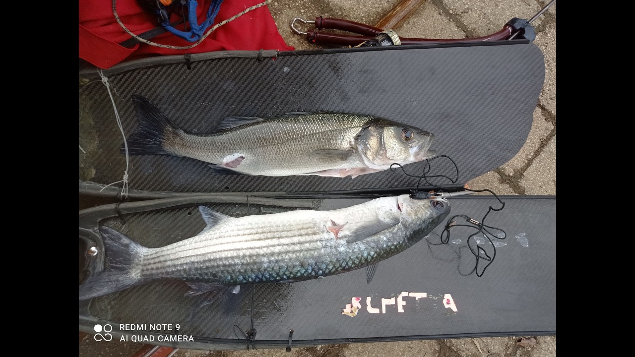 pesca sub del 4/3/26 dall aranci alle forbici  spigola e mugginone