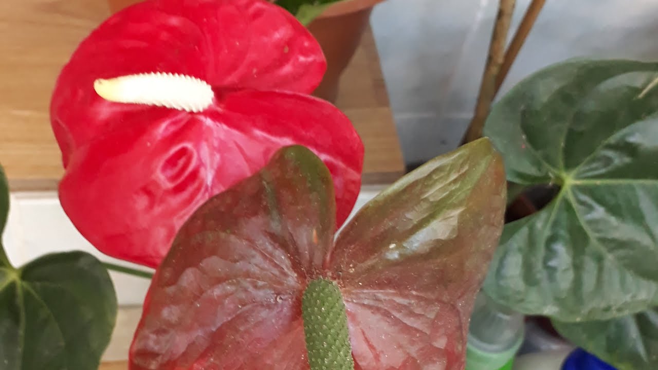 Antoryum Flamingo çiçegi bakımı, çoğaltılması, toprak seçimi Salon çiçekleri bakımı ve çoğaltılması