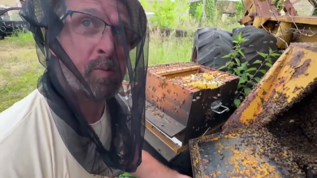 Sauvetage d&rsquo;une &eacute;norme colonie d&rsquo;abeille ￼