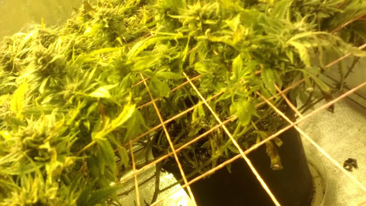 Site X Harvest day cinex and blockhead First harvest