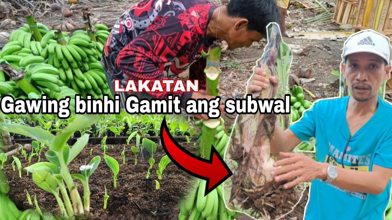 DEMO! KUNG PAANO GUMAWA NG BINHI NG LAKATAN! MACRO PROPAGATION