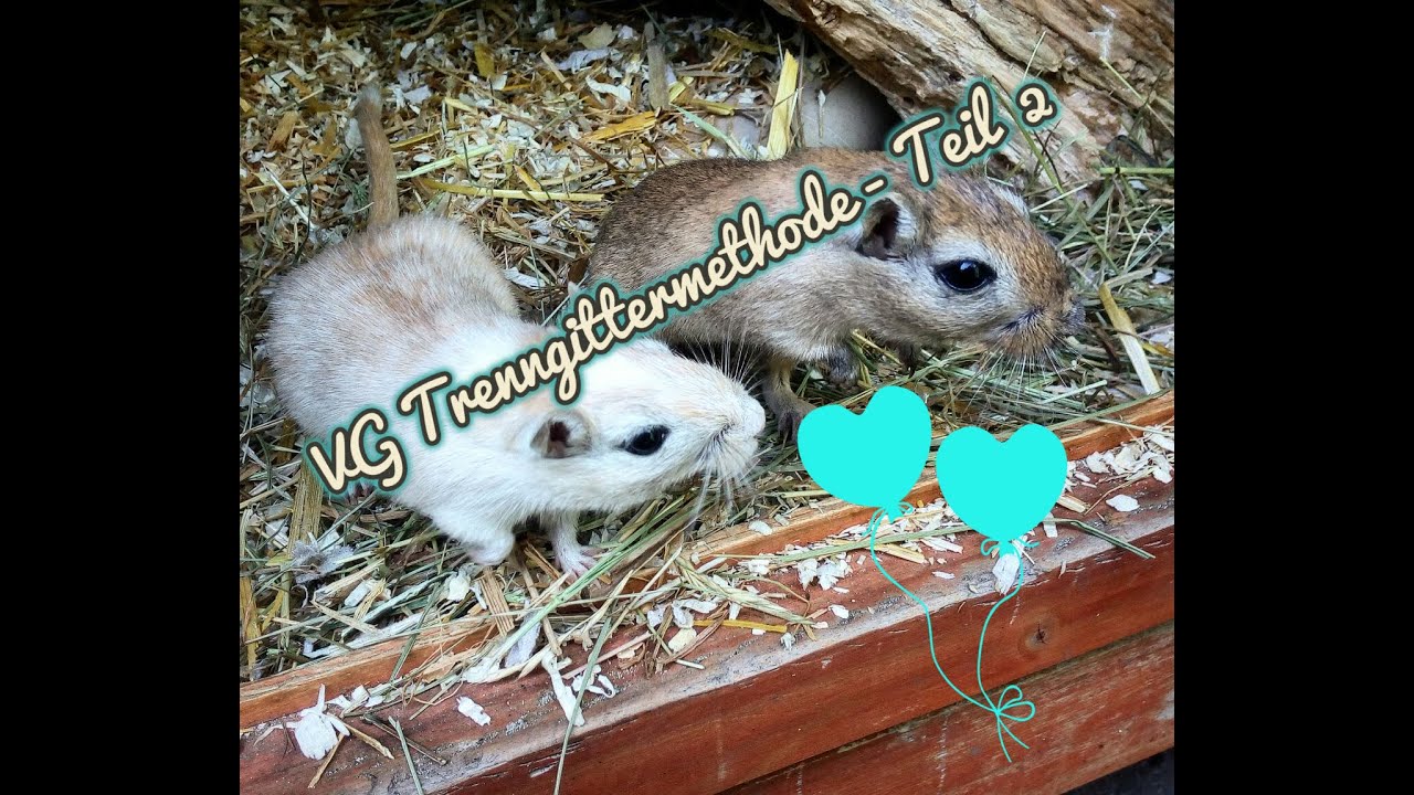 Erwachsene x Erwachsene  - Teil 2 ~ Der Tausch am Trenngitter (Adult x Adult)