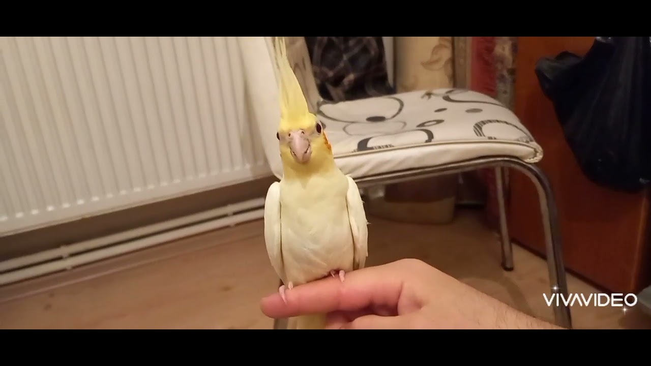 ترويض طائر الكوكتيل الكبير كروان لا تنسو الاشتراك في القناة