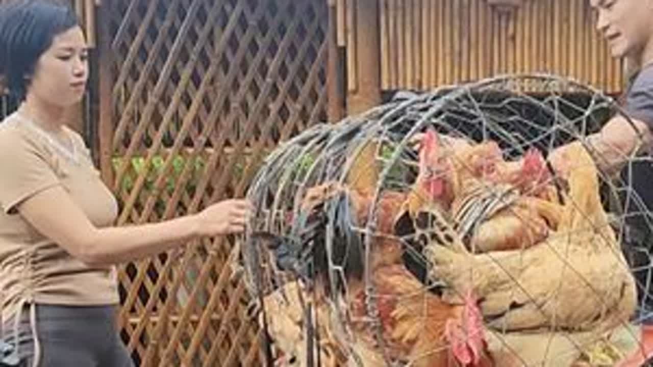 阿黎妹妹把家里鸡和鸡蛋全卖掉了，她这是缺钱了嘛，农村女孩难