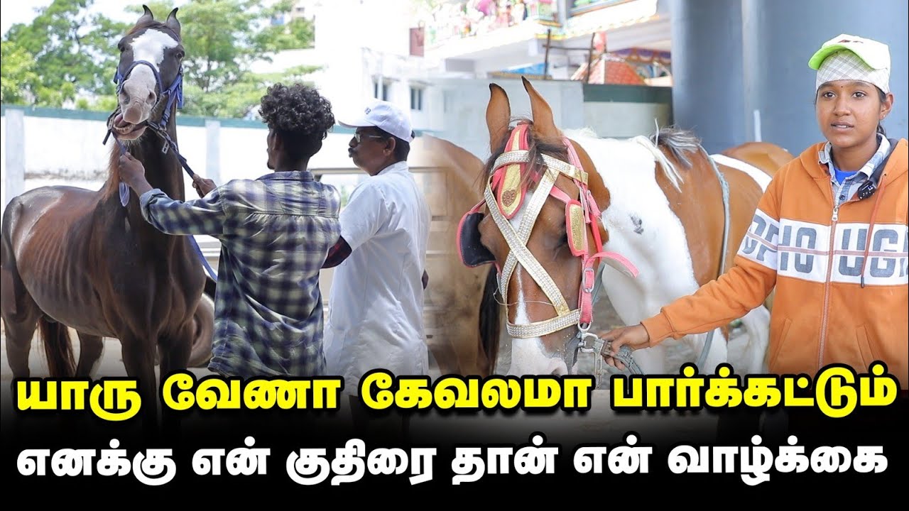Chennai-யில் குதிரைகளை கண்காணிக்க எலக்ட்ரானிக் சிப்..! | Horse camp