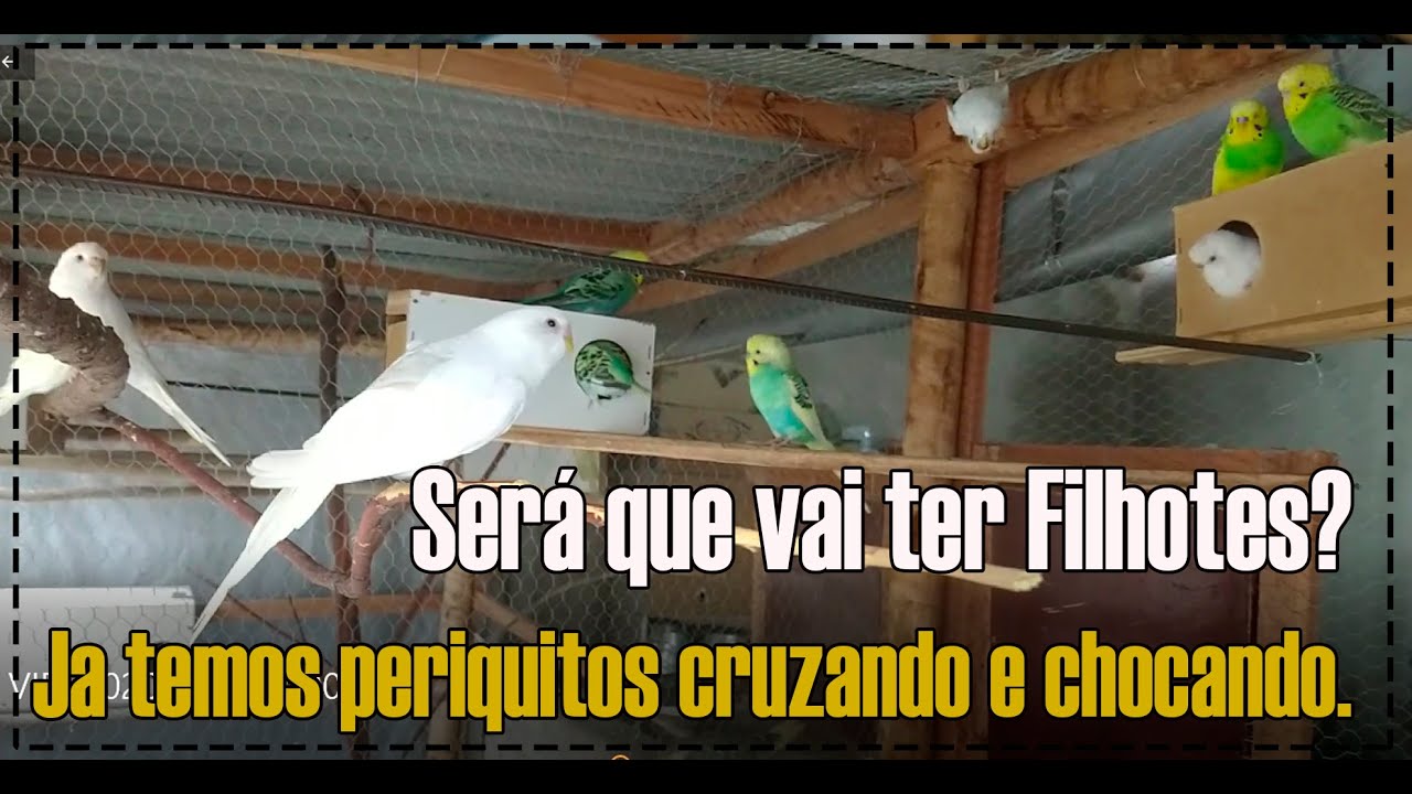Periquitos cruzando e chocando