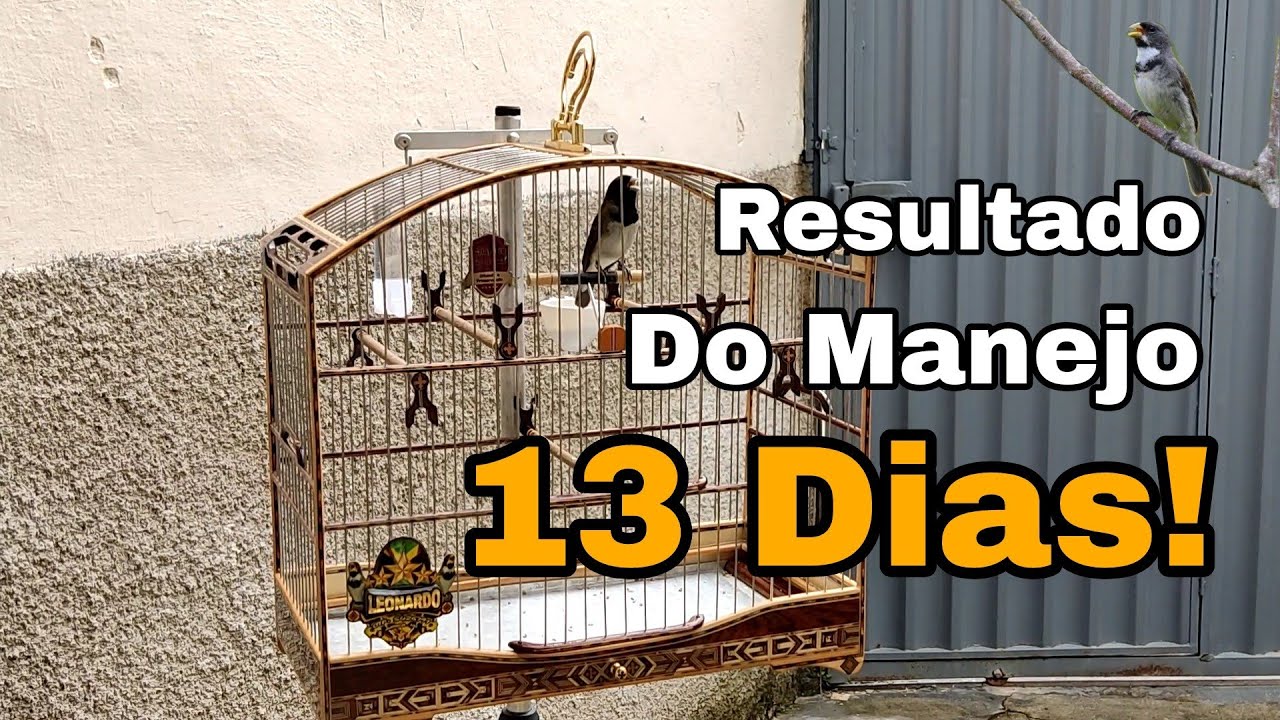 CT DOS PARDOS / Baderna de Coleiro/ L&eacute;o Dos Coleiro/ Como Aprontar Papa Capim/ Papa Capim/ Coleiro