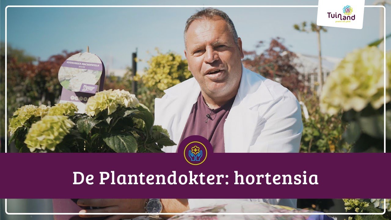 Hortensia | De Plantendokter