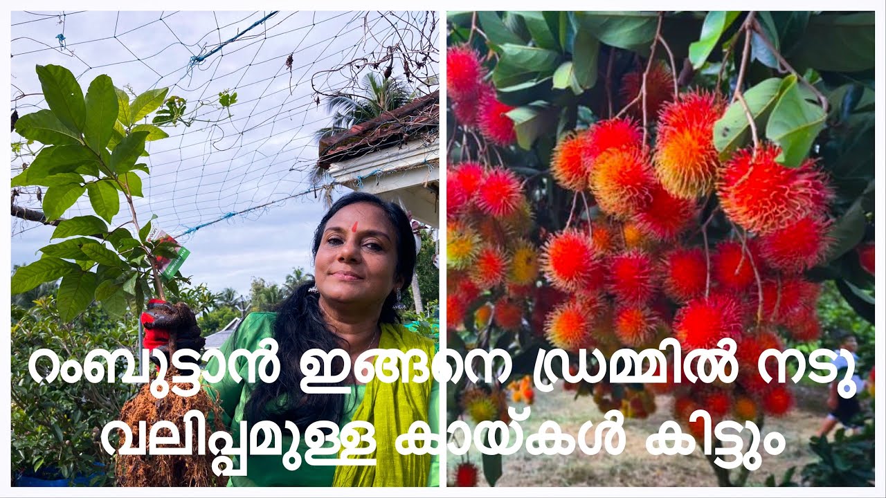 RAMBUTAN ORGANIC | ടെറസിലെ ഡ്രമ്മിൽ പഴചെടികൾ ഇങ്ങനെ നടു |
