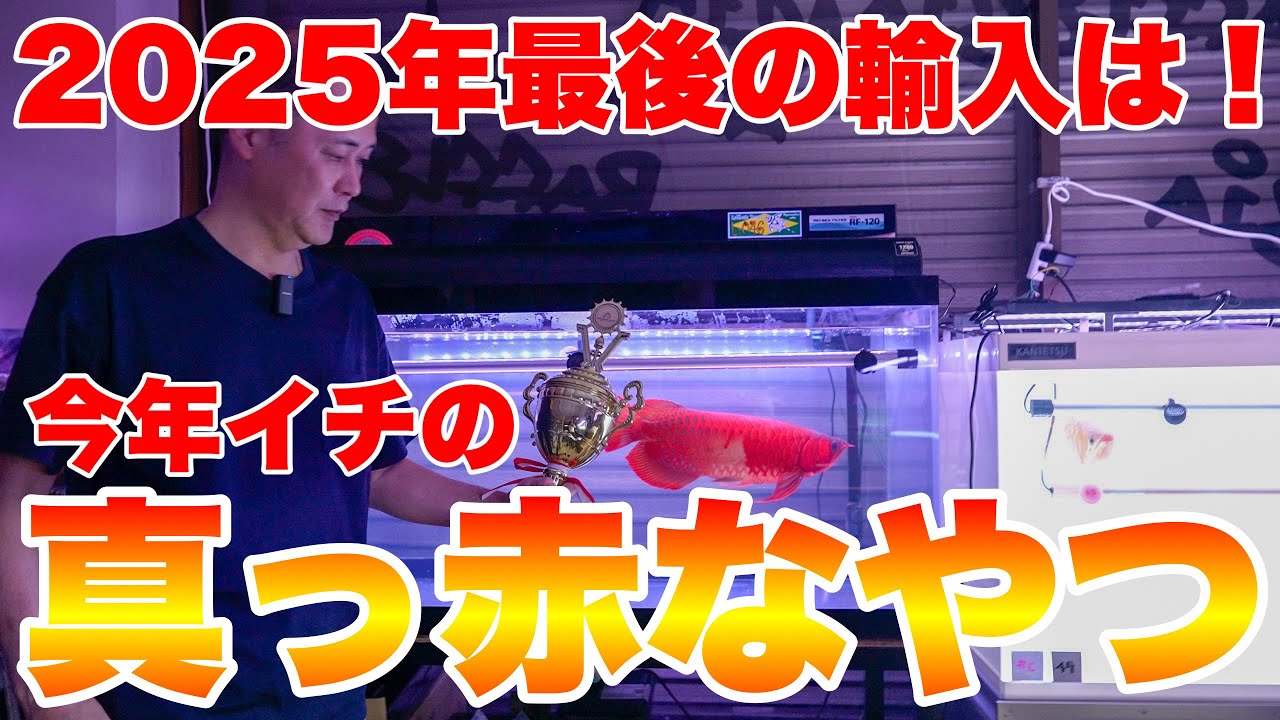 【ショップ訪問】2025年最後の輸入は今年一番の赤いレッドアロワナ！アロワナ専門店ラフレシア　#アロワナ #高級魚 #aquarium #アクアリウム #大型魚 #アジアアロワナ #アロワナ  #紅龍