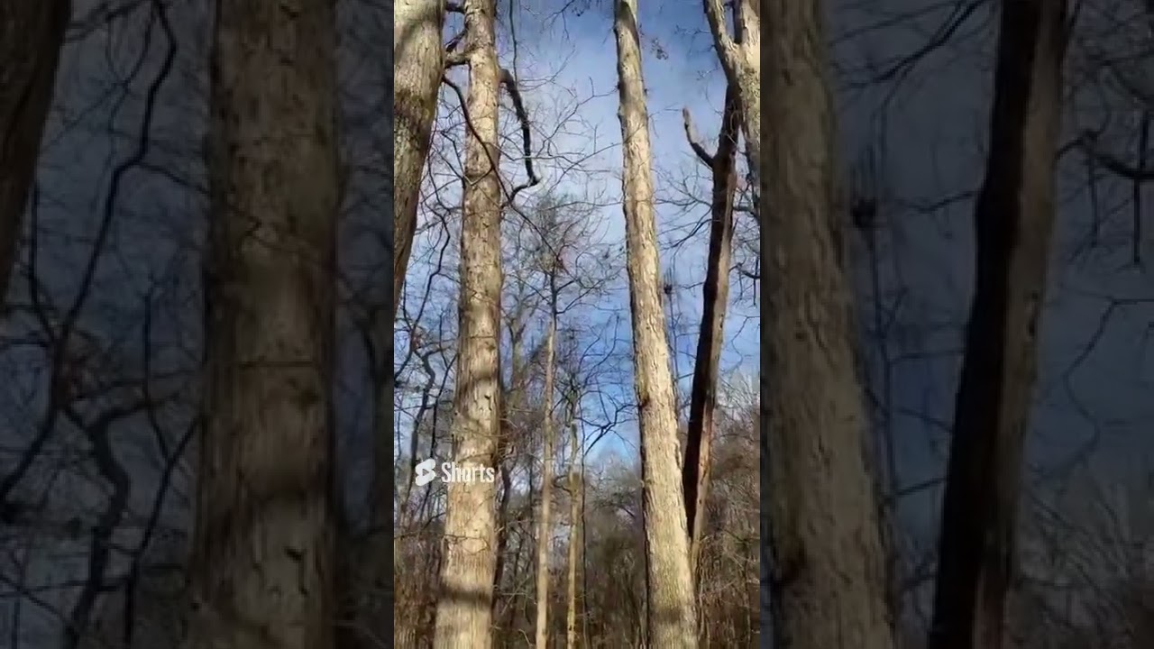 How do you identify white oak trees
