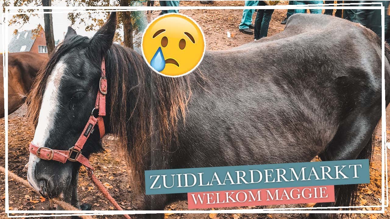 Paard REDDEN van de SLACHT op de paardenmarkt!  || Paardzoektbaas