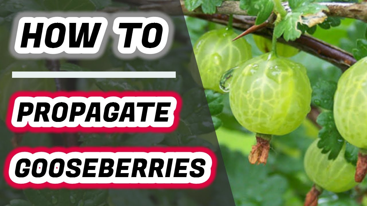 How To Propagate Gooseberries : The Easy Way