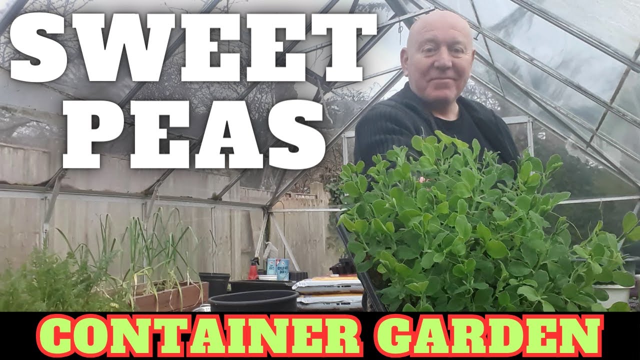 Grow Container Sweet Peas  [Container Garden]