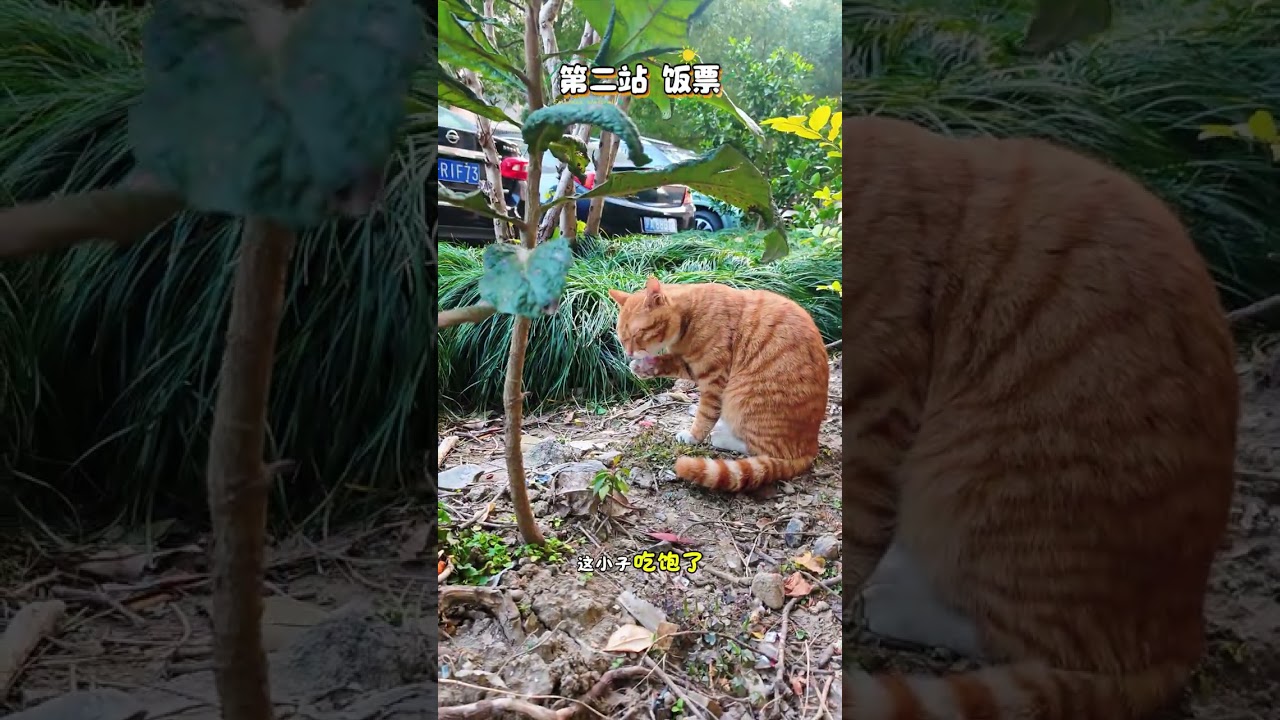 喂猫日记196笑面虎#cute #喵哥是萌新 #cat #流浪猫 #貓咪日常