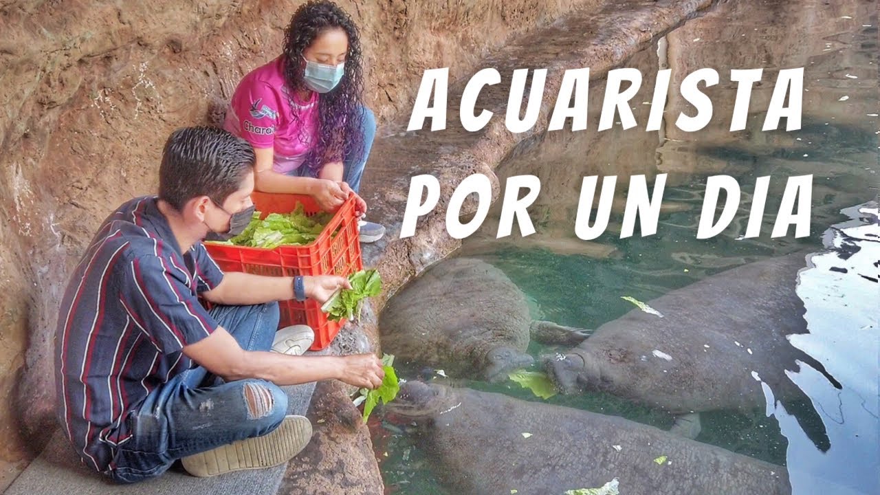 ACUARISTA POR UN DÍA | Así es trabajar en un ACUARIO| Acuario de VERACRUZ