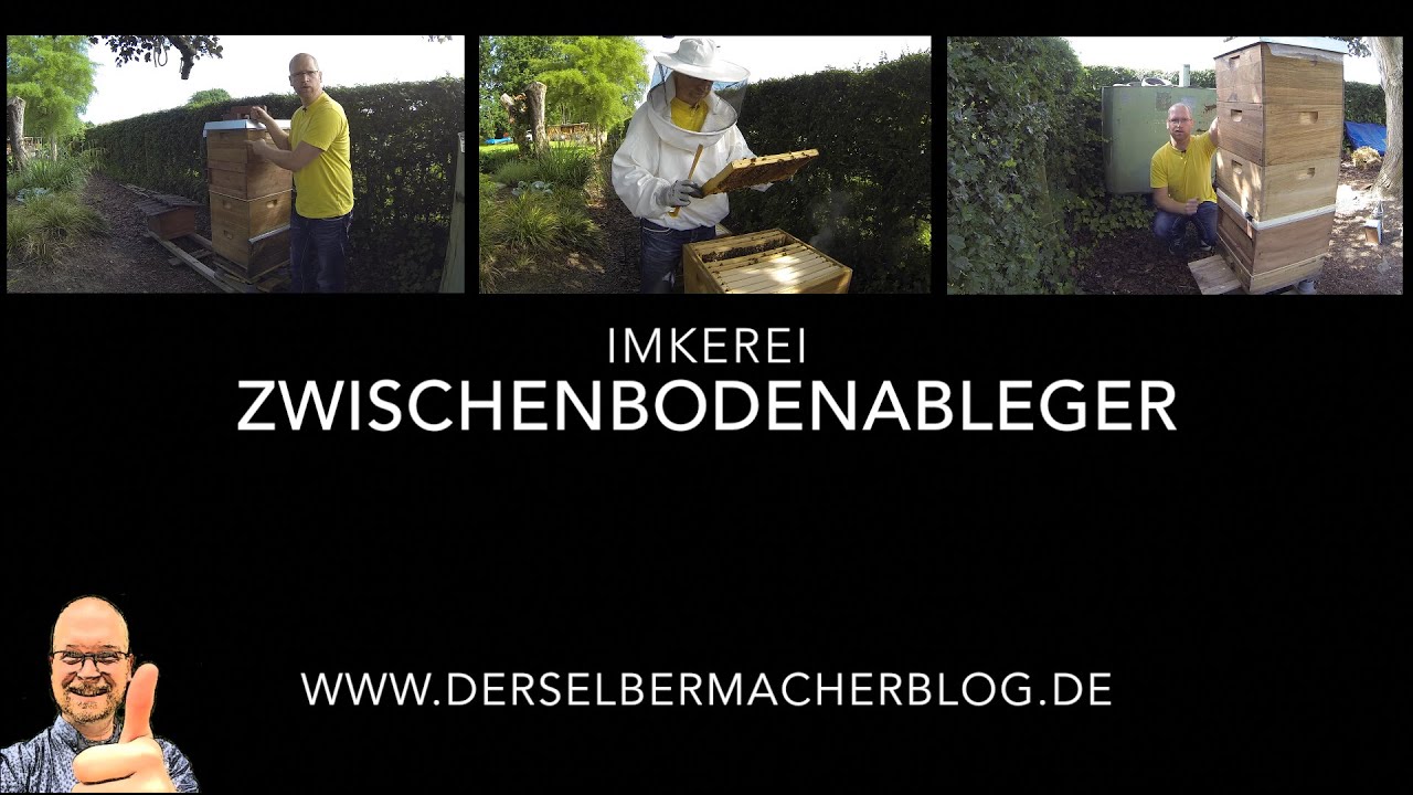Zwischenbodenableger bilden bei Schwarmstimmung