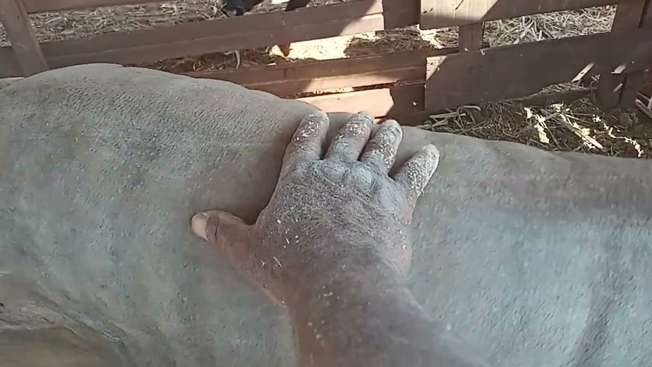a cana de açúcar é um trato muito baixo custo para porco