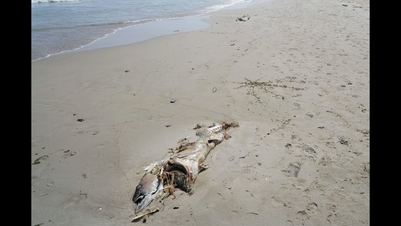 Las playas de La Manga afectadas por la llegada de atunes muertos permanecerán cerradas