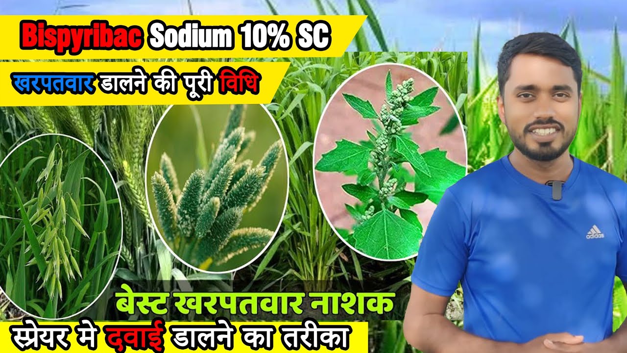 Bispyribac Sodium 10%SC खरपतवार स्प्रेयर मे डालने की पूरी विधि || दवाई डालने का तरीका | #kharpatwar