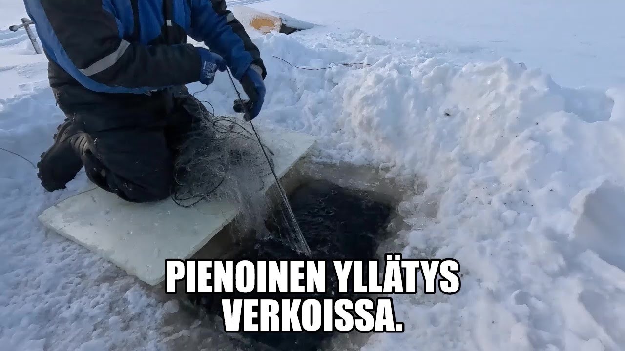 VERKKOJEN KOKU.