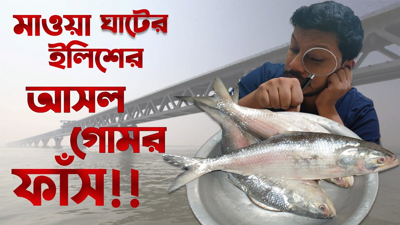 মাওয়া ঘাটের ইলিশের আসল গোমর ফাঁস!! Hilsa at Mawa Ghat || Khai Dai