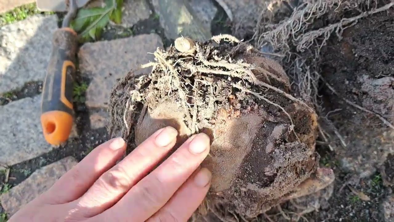 Какие растения переносят -4°C? Выкопка растений 19.10.25