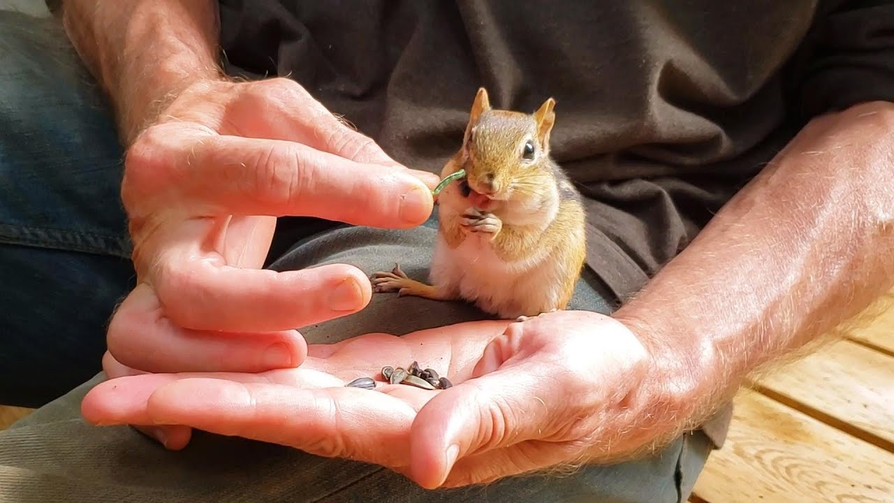 다람쥐 쳐키와 사랑에 빠진 남편 My Husband Falls In Love With Chipmunk Chucky