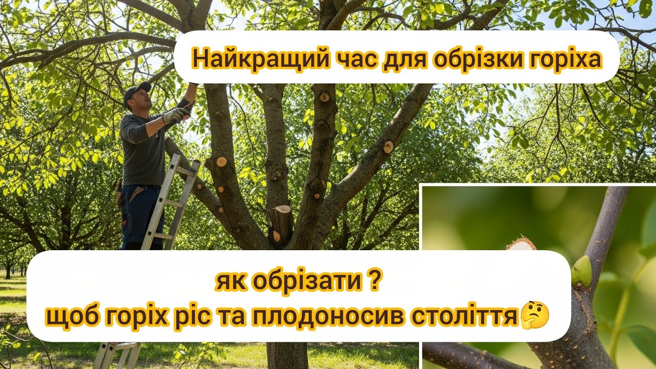 Коли обрізати горіх.Формування крони в перші роки,це довголіття дерева.