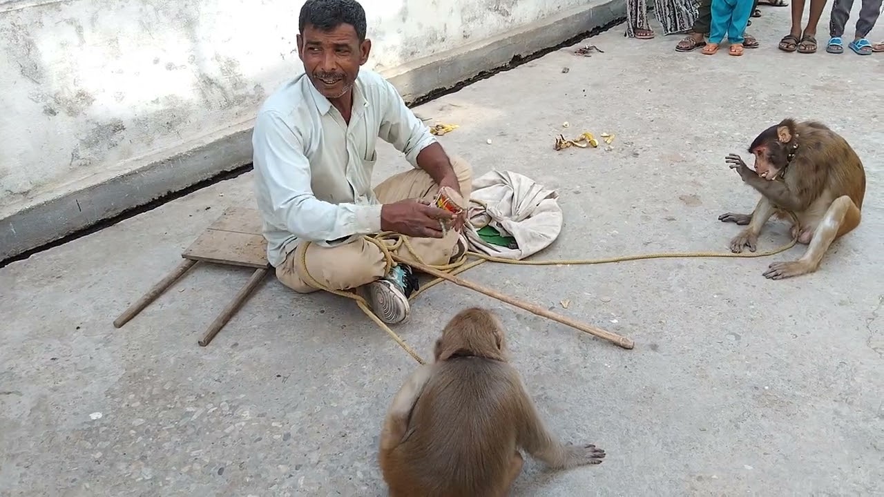 बंदर का खेल 🚩🚩🚩🚩