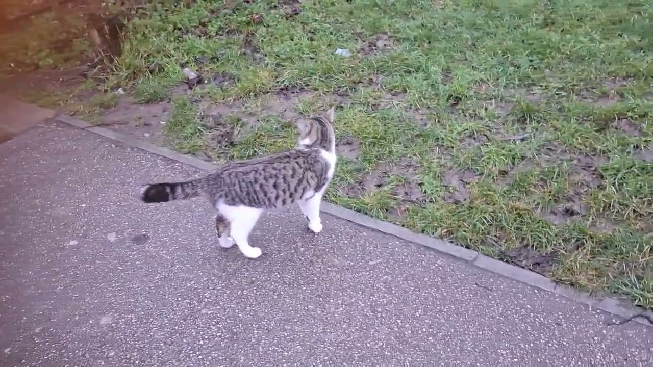 Short Nature Walk with Cat & Birds | Relaxing 4 Min Calm Nature Sounds