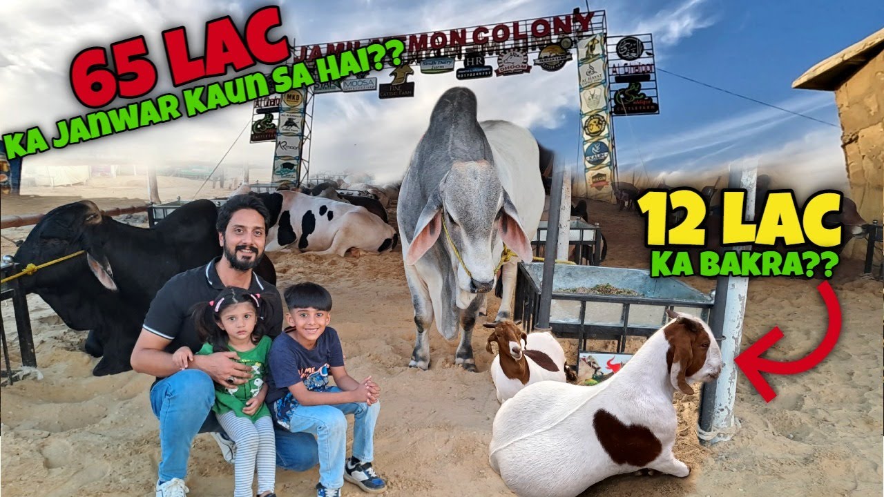 Jameel Memon Society Karachi Cattle Farms | 65 LAC KA JANWAR | Mandi Rates 2024