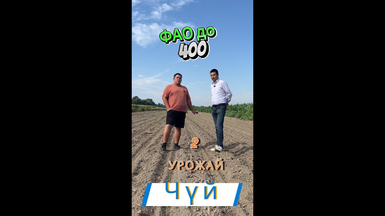 Кукуруза второй урожай Чуйская обл. Жугорудон экинчи тушум алуу