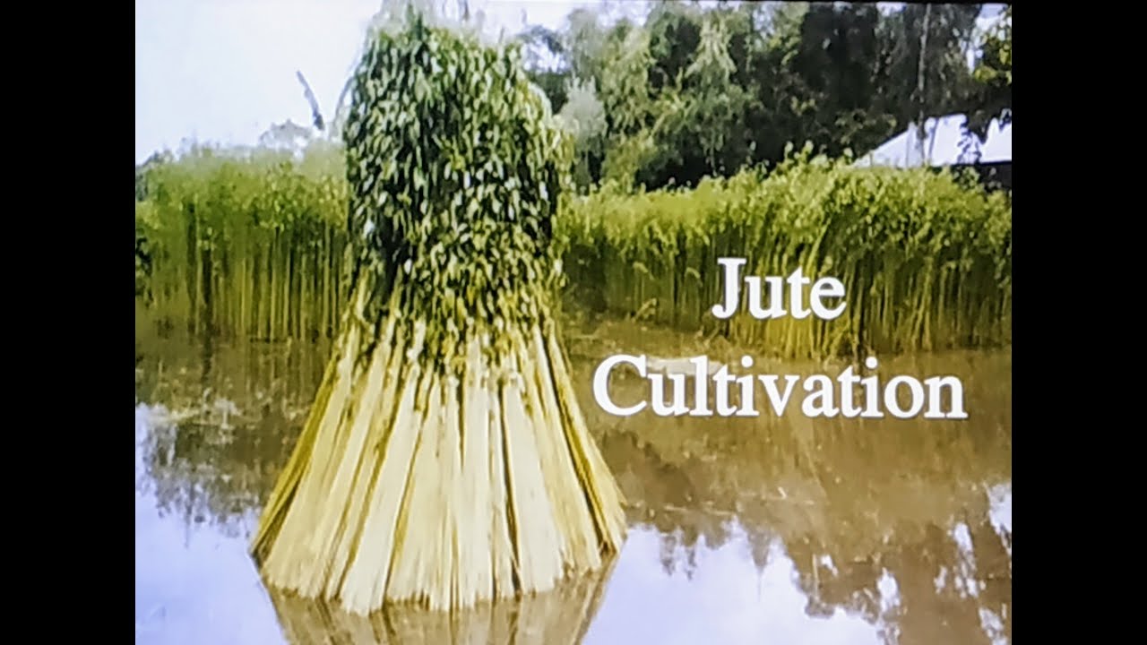 Jute Cultivation # Cash Crop # Agriculture in India #  Geography....
