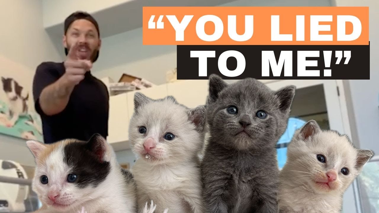 Tricking my husband (with a flea-riddled calico kitten)