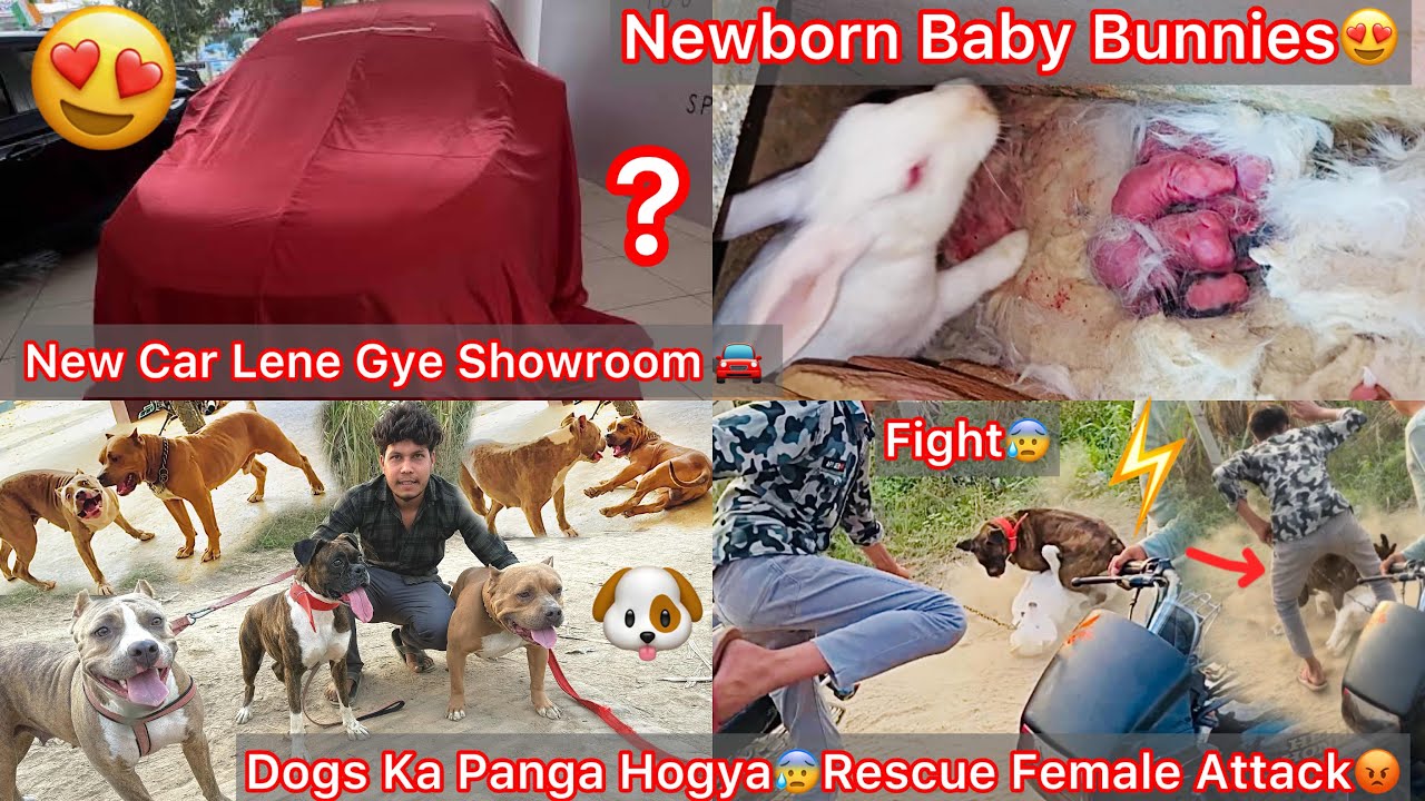 Newborn Baby Bunnies😍Surprise🐰New Car Lene Gye🚘 Boxcar female Ka Panga Hogya Bhura Ki Bhen K Sath😰