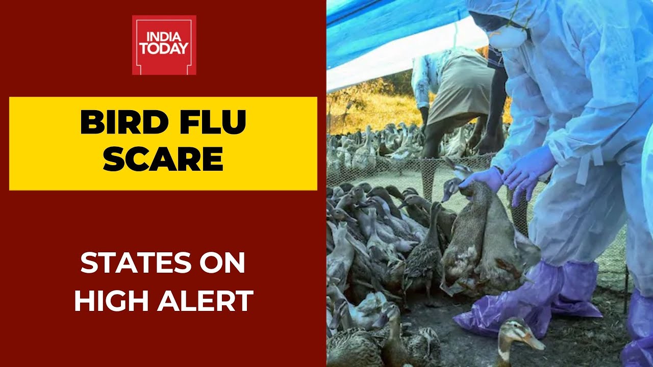 Bird Flu Scare Afflicts The Nation; Seven States On High Alert
