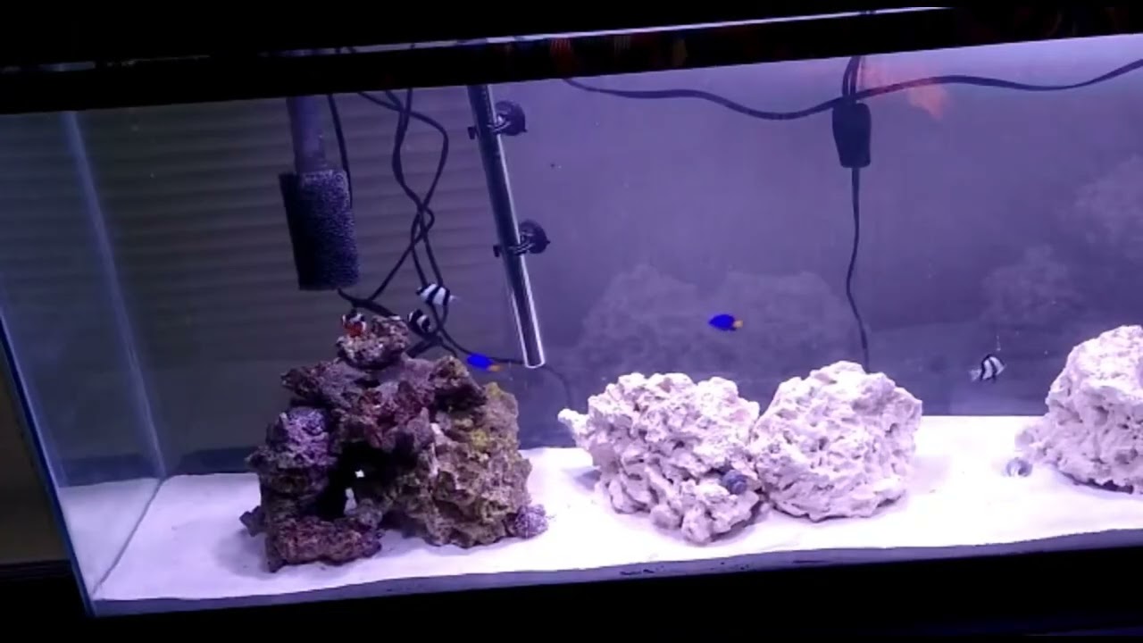 Acuario marino 55 galones / 1 mes de montado / peces desde el primer dia