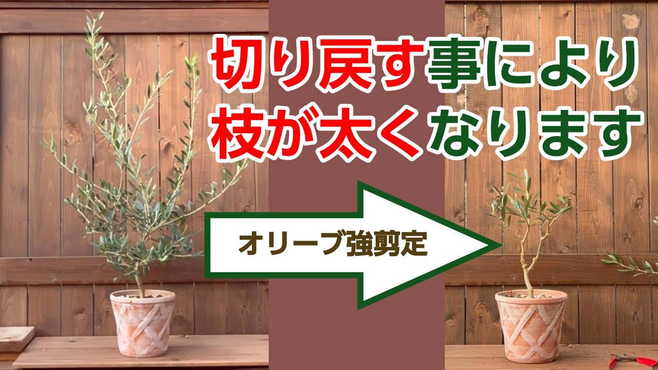 【オリーブの剪定】こんもり丸くしたネバディロブランコの１年後の姿とさらに強剪定して主枝を太くする方法