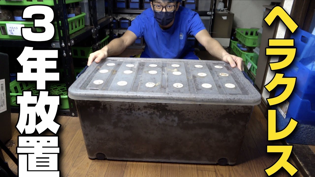 ヘラクレスオオカブトを100リットル衣装ケースで約３年間放置した結果【前編】
