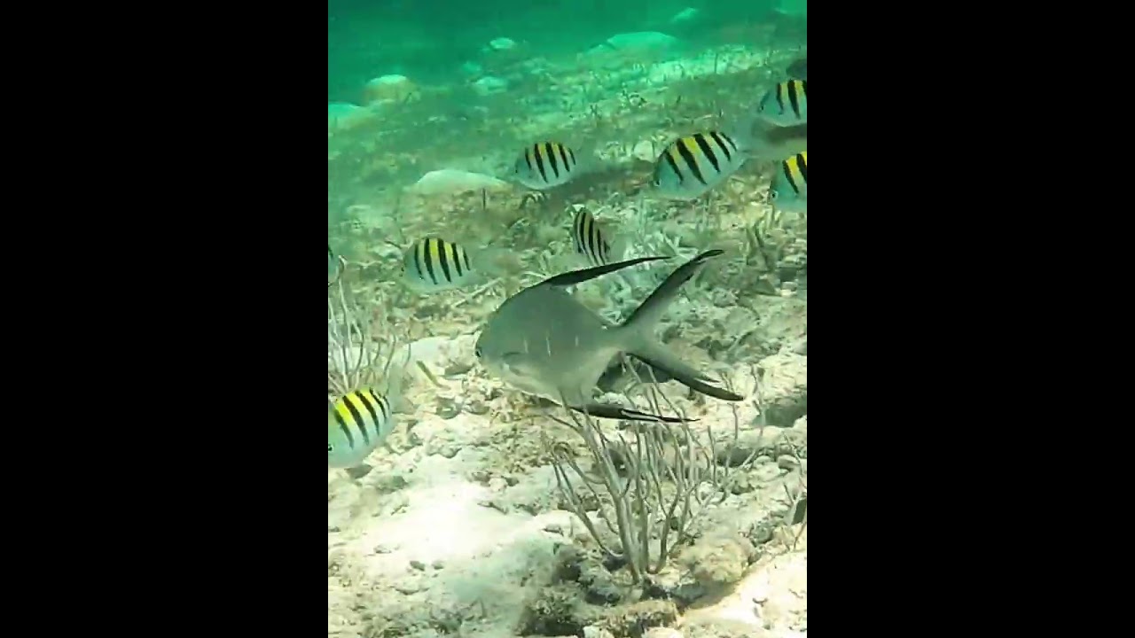 Palometa fish #Palometa #fish #palometa fish #reef #coral #coralreef #underwater #undersea #reeffish