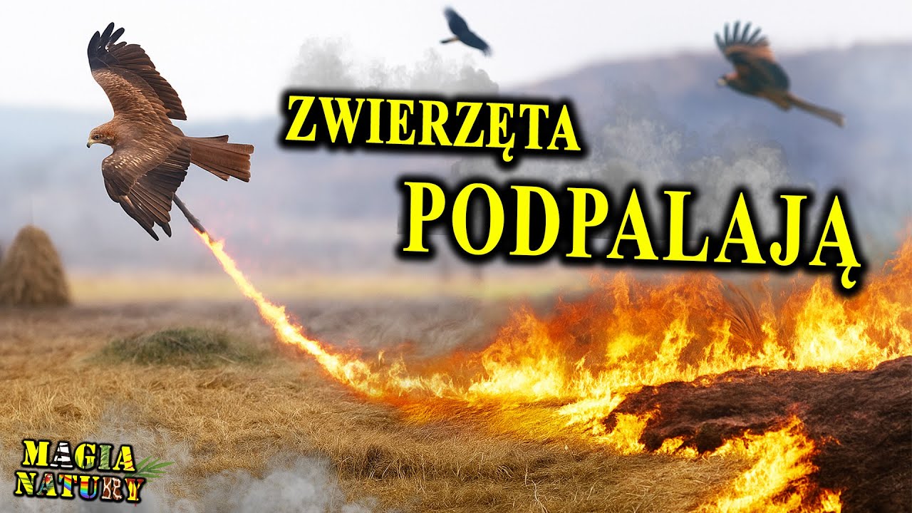 Ptaki Wywołujące POŻARY - Wykorzystanie Ognia w Przyrodzie