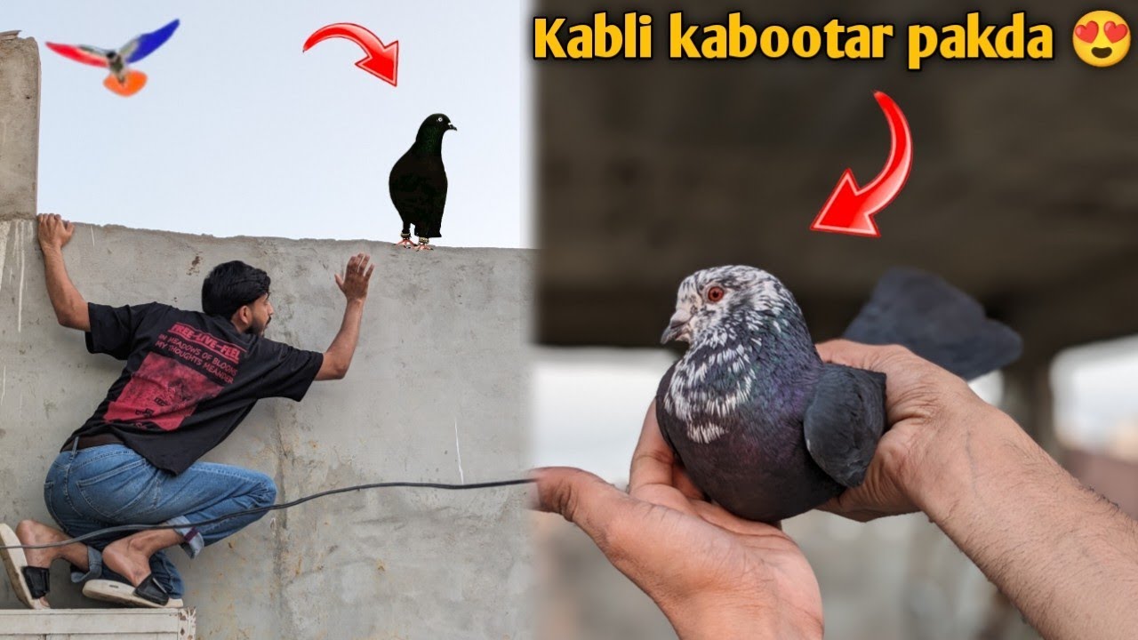 Пойман 1 голубь Кабли 🥳 и что случилось 😲 как проверить голубя