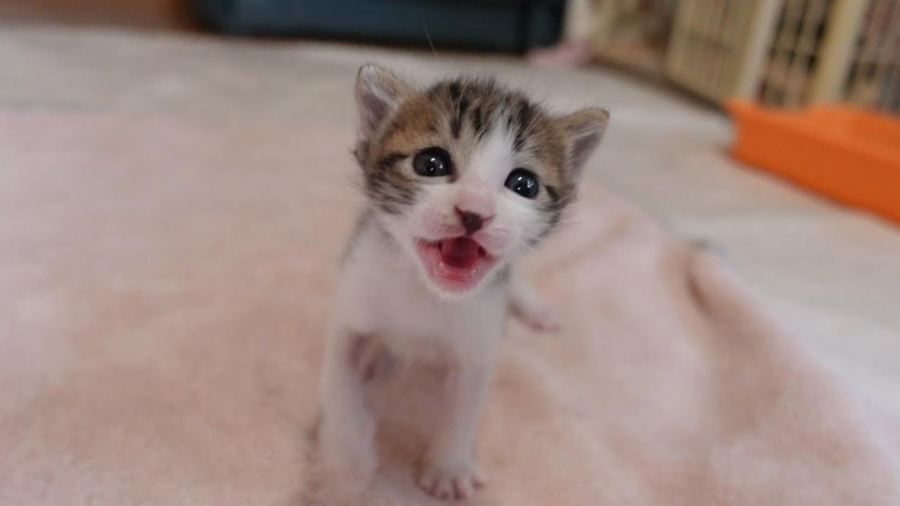 【生後21日】ミルクちょうだい！ミルク目がけて突進してくる子猫たち