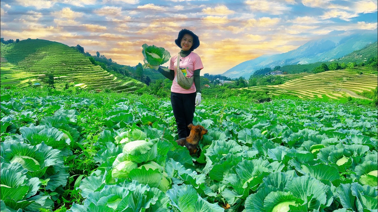 Harvest Cabbage To Sell At The Market, Use Leaves As Feed For Poultry, Fertilize Crops