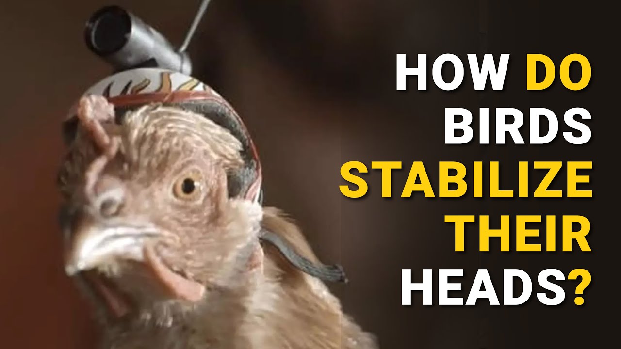 How do birds stabilize their heads