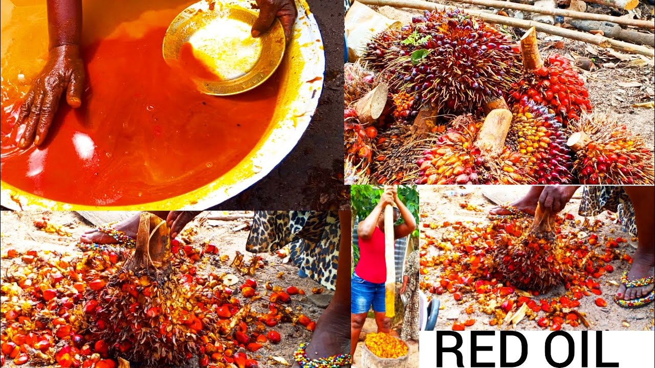 HOW TO MAKE PALM OIL / HOW TO MAKE PALM OIL AT HOME