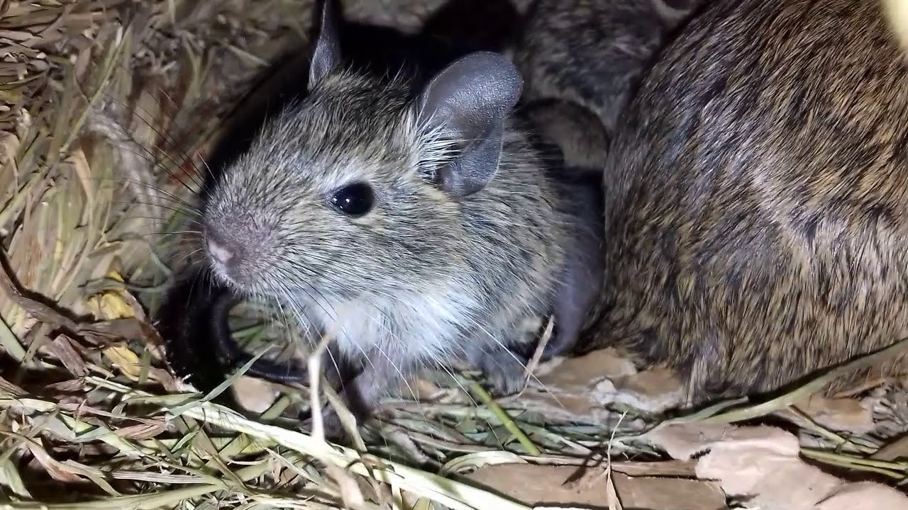 Newborn degu babies // co-nesting with older babies